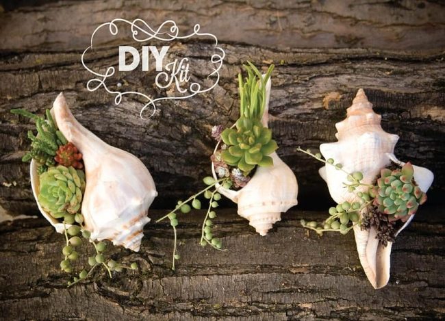 Conch Shells Living Green