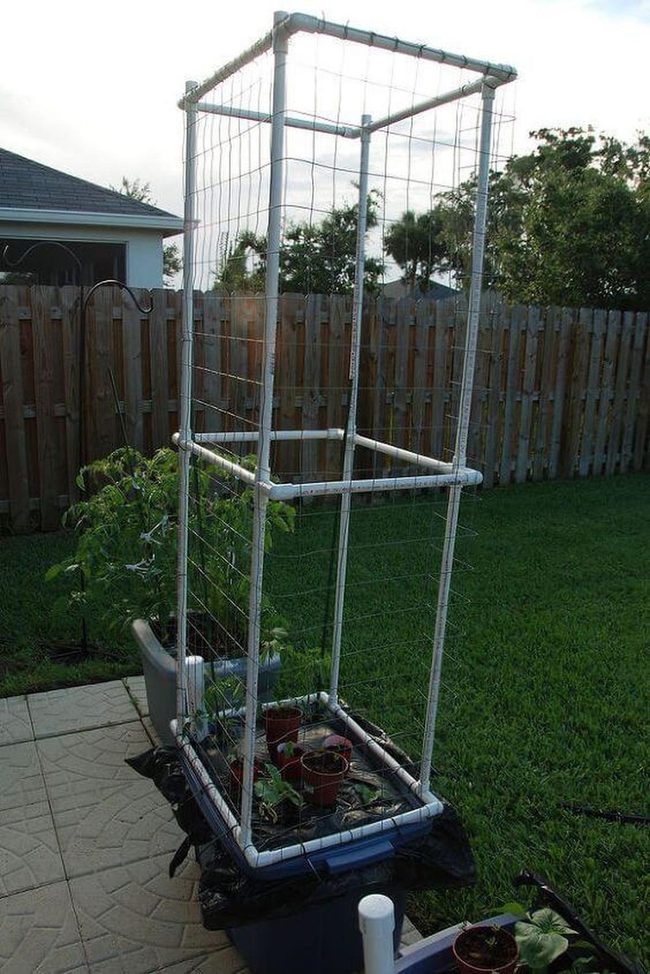 White Pipes, Green Climbers