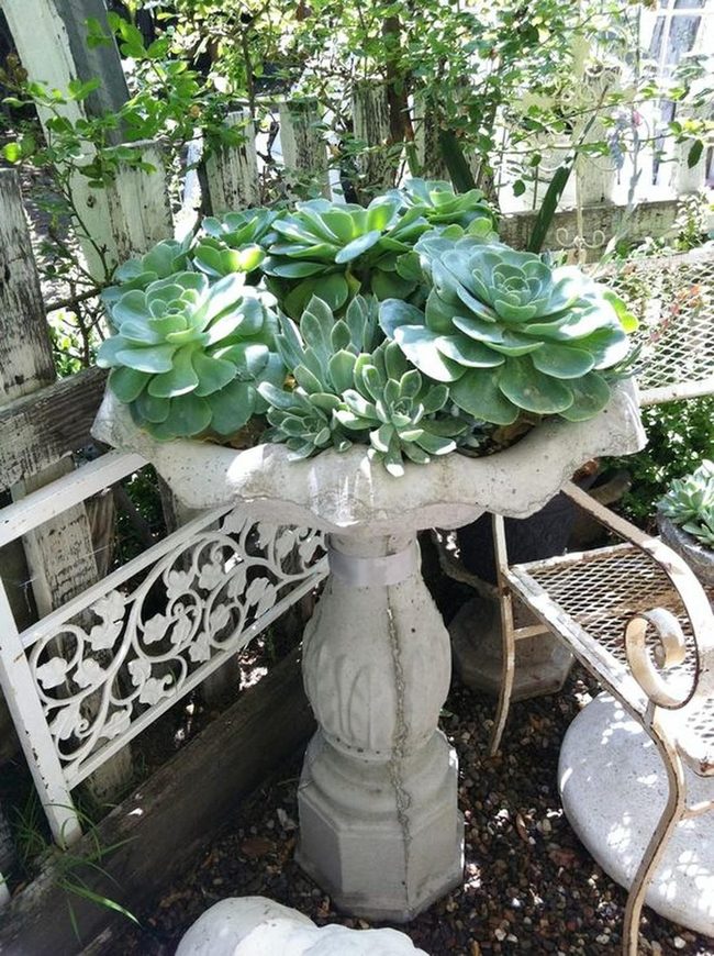 Lime Succulents Spill Stone Birdbath