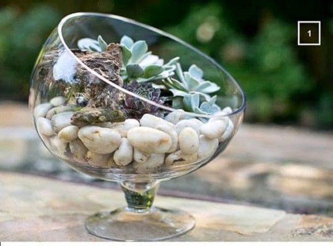 Succulents Inside Wine Glasses