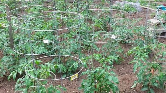 Earthy Tomato Cage Support