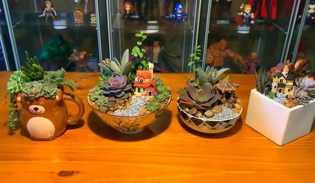 Miniature Desert Gardens In Bowls