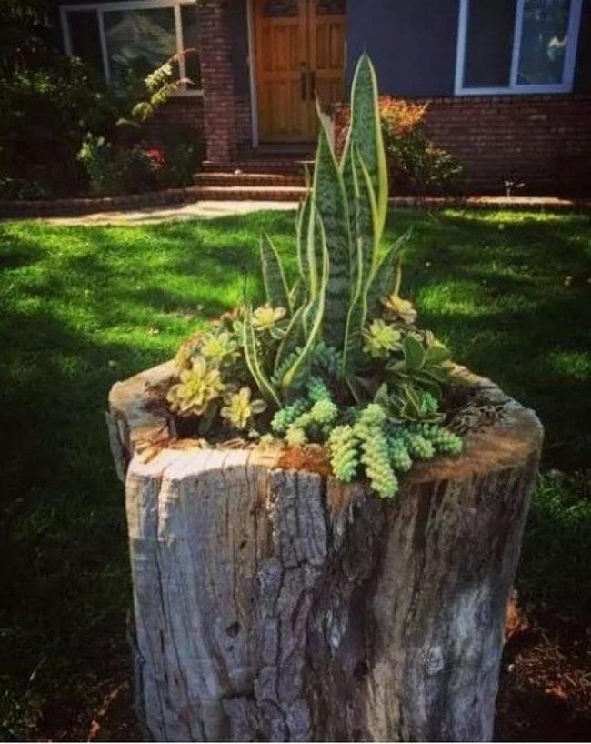 Natural Wood Stumps With Yellow Flowers