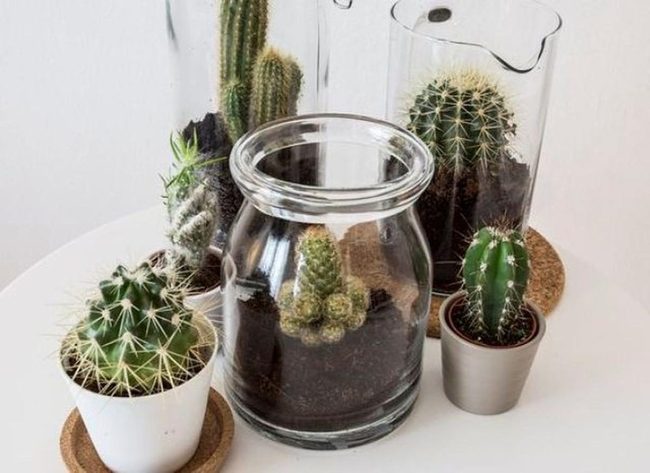 Minimalist Cacti In Silver Pots