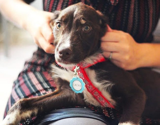 Brown Puppy Red Harness Love