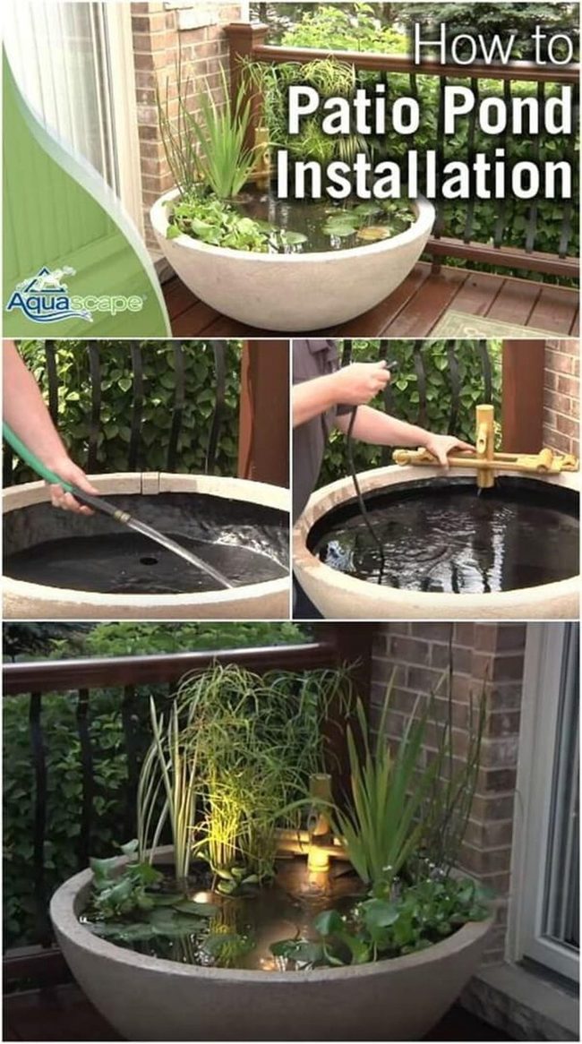 Miniature Water Garden With Living Plants