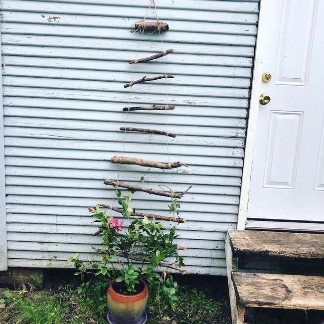 Layered Branches Support Climbing Vines