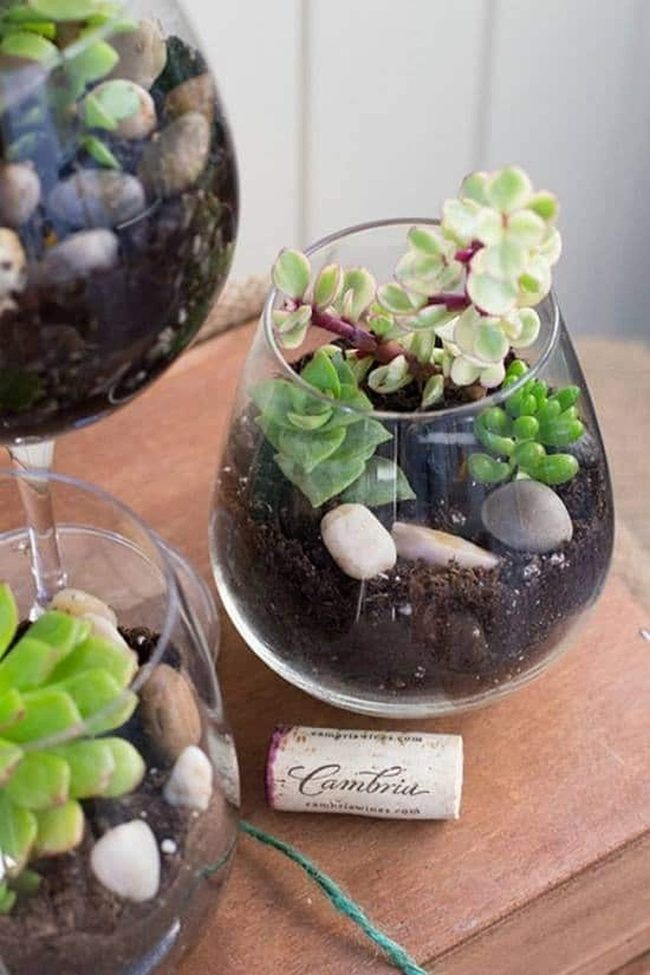 Tiny Succulents In Glass