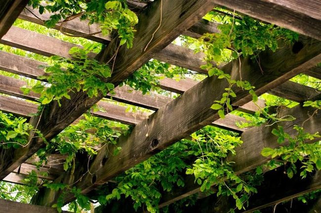 Living Green Wooden Framework