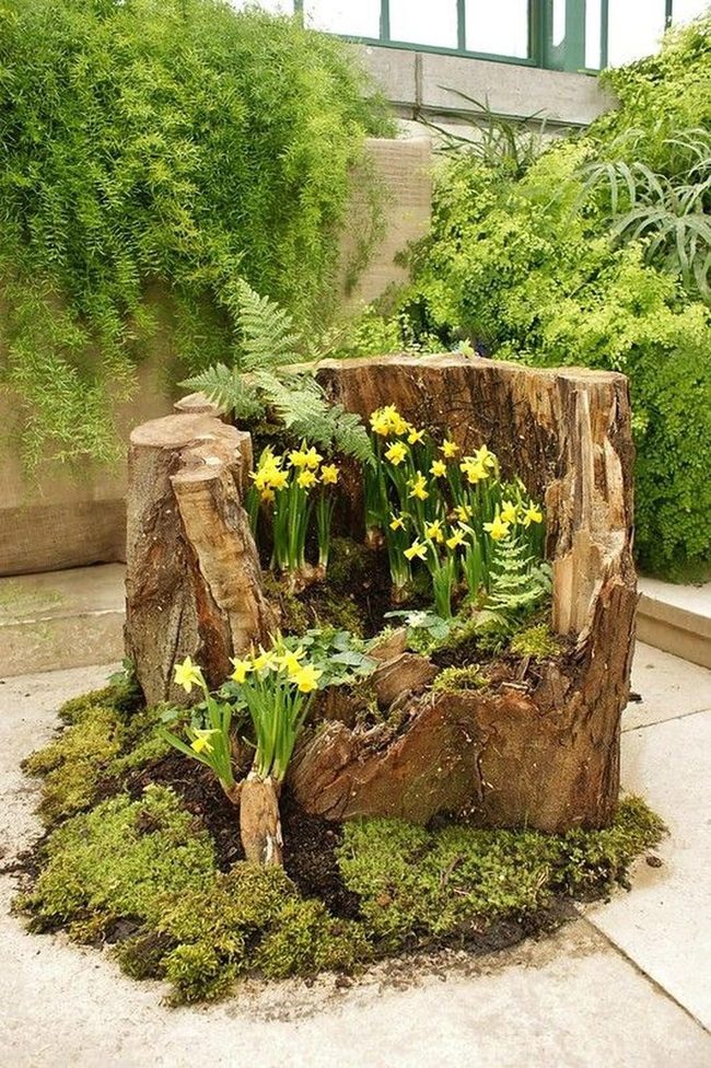 Yellow Blooms In Hollow Wood