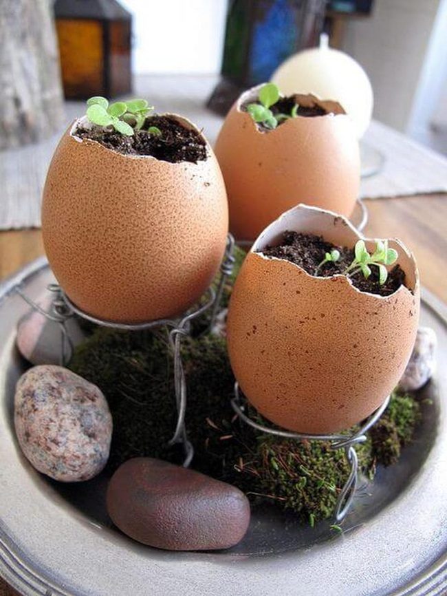 Fragile Shells, Thriving Green