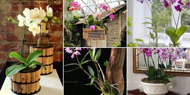 5019038 DIY Orchid Planter Ideas