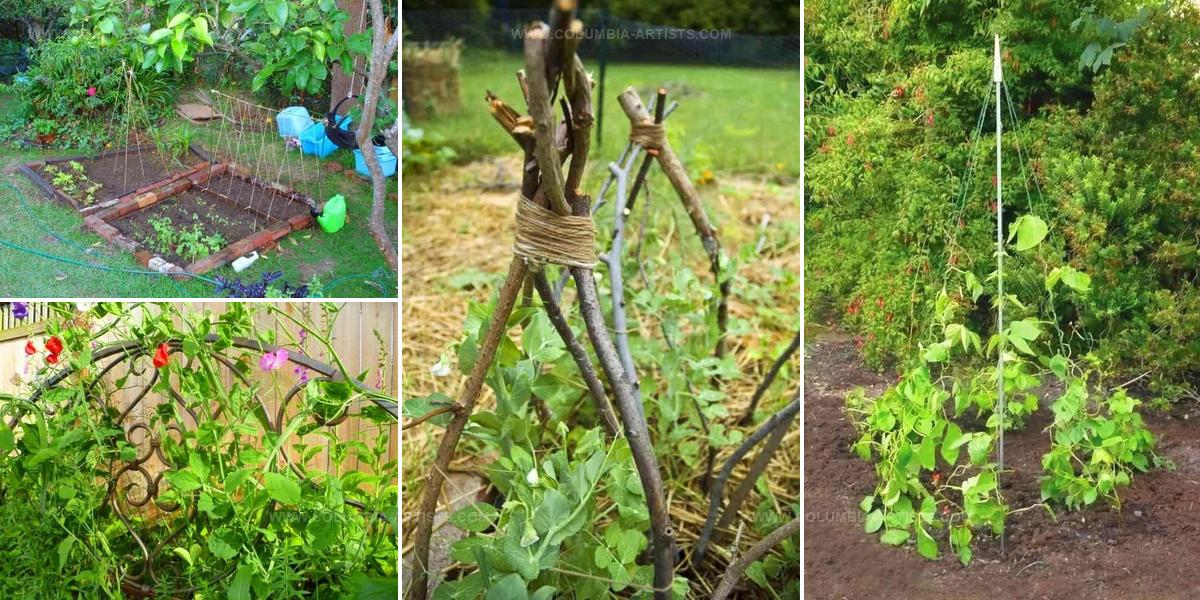 3140228 DIY Pea Trellis Ideas