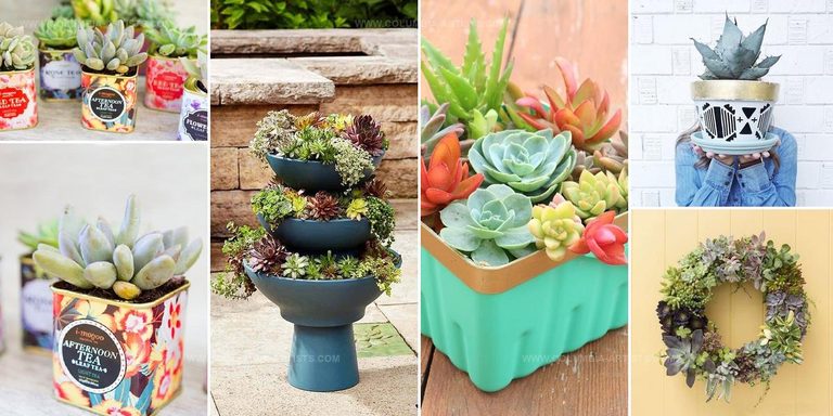 4343674 Succulent Container Garden DIYs