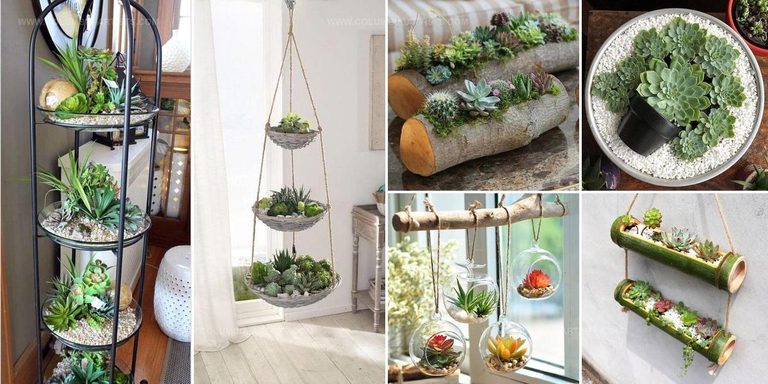 9673623 Small Indoor Succulent Garden Ideas