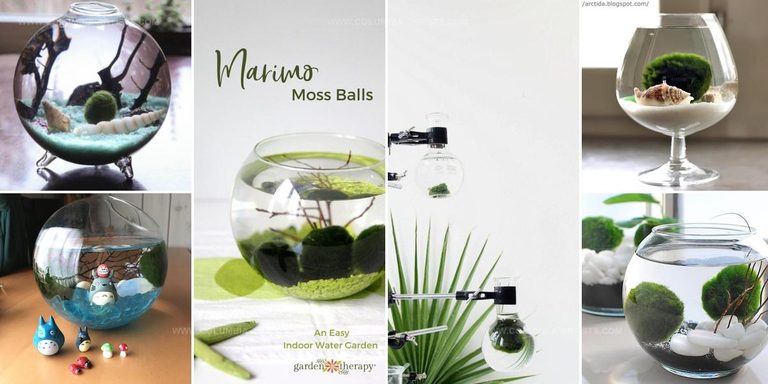 9381566 DIY Marimo Moss Ball Aquariums
