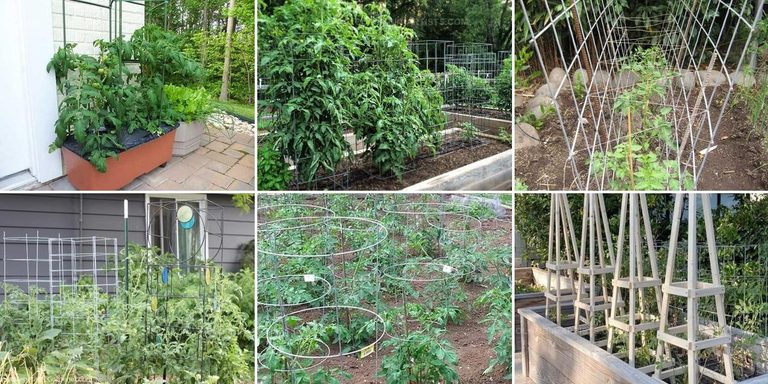 1997263 DIY Tomato Cage Ideas