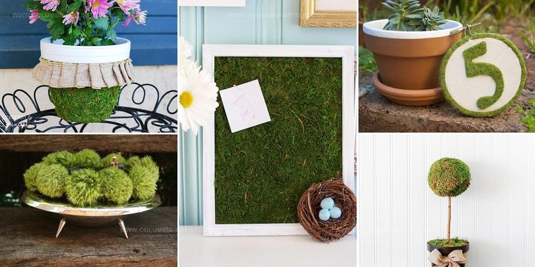 2620467 DIY Indoor Moss Decorations
