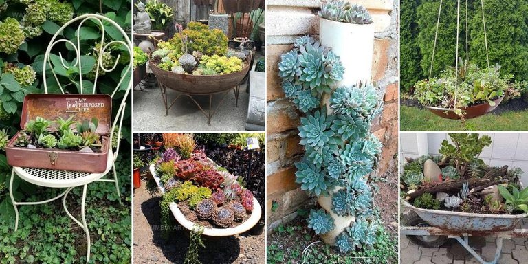 6927432 Upcycled Succulent Planter Ideas