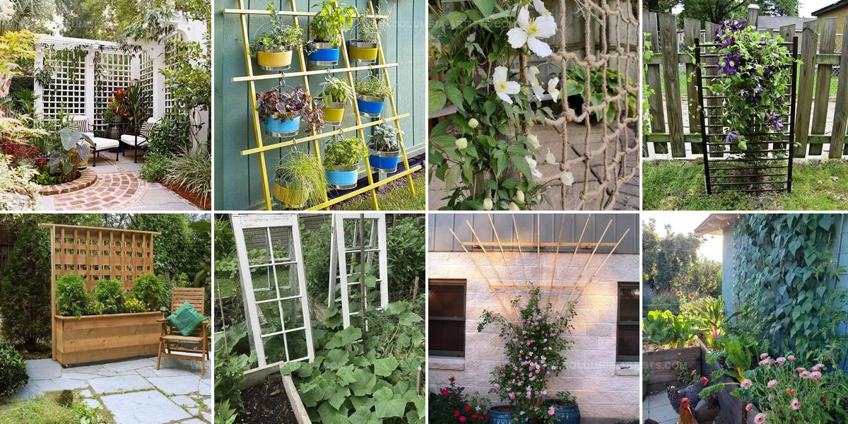 9589785 DIY Trellis Ideas