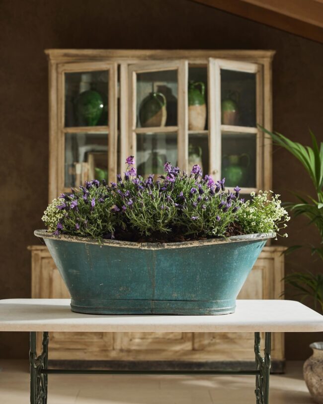 Best Plants for a Free-Spirited Hippie Garden